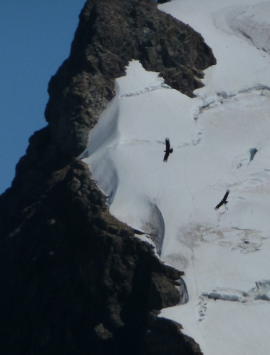 Condors framed against Cerro Solo