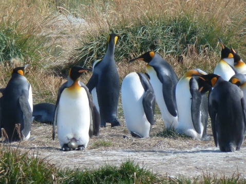 King Penguins on an Easter Egg-hunt – can you find it?
