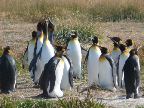 Penguin chorus choir auditions